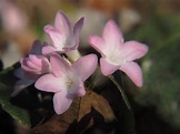 Pink Massachusetts State Flower - Fip Fop
