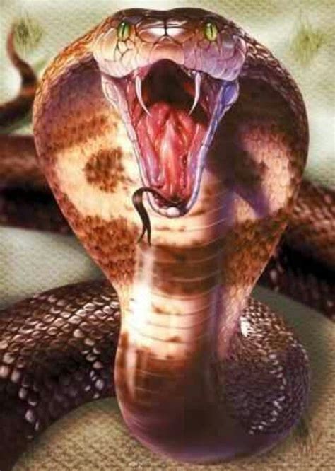 Image Result For Snake Face Mouth Open Scary Snakes King Cobra Snake