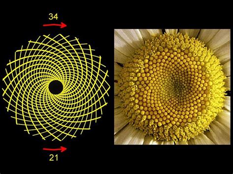 Nature Golden Ratio In Nature Fibonacci Sequence In Nature Spirals