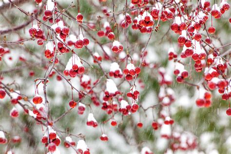 Snow Covered Red Berries Photograph By Trevor Slauenwhite Fine Art