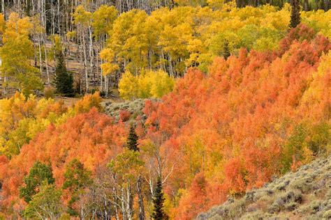 Colorado Fall Colors 2021 Report Calming Log Book Stills Gallery