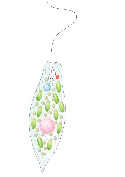 Free Protist Cliparts Download Free Protist Cliparts Png Images Free