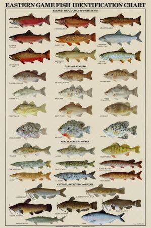 No need to switch from your favorite version! Eastern Gamefish Identification Chart Prints at AllPosters.com