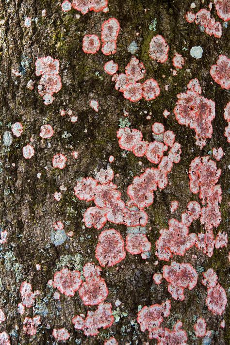 Lichen On Tree Bark Stock Photo Image Of Spot Spots 4530738