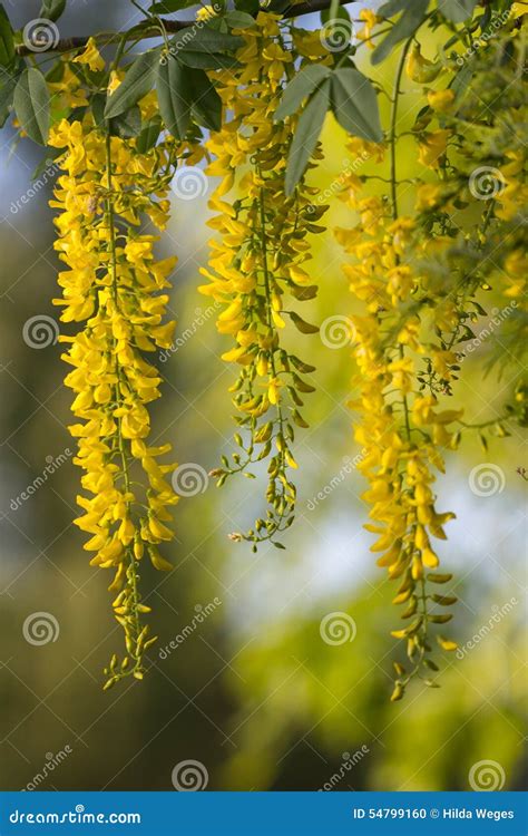 Laburnum Anagyroides Stock Photo Image Of Blossom Color 54799160