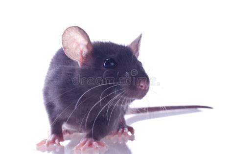 Small Rat Stock Image Image Of Rodent Face Cute Black 9778935