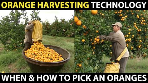Orange Harvesting Learn When And How To Pick An Oranges Amazing