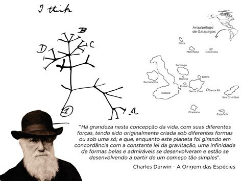 árvore Da Vida Darwin Ensino