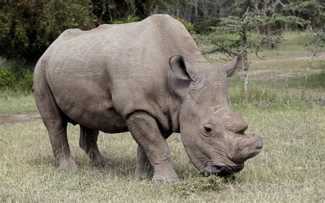 Test Tube Rhino To Bring Back Subspecies From Extinction