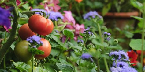 Why You Should Always Plant Flowers In Your Vegetable Patch