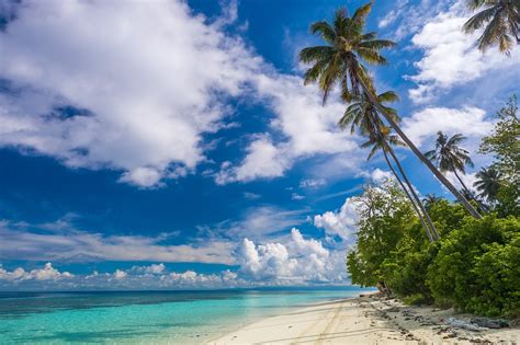 beach shrubs palm trees island paradise clouds tropical beautiful white sand summer