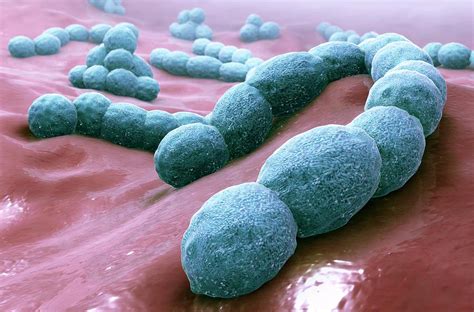 Streptococcus Bacteria Photograph By Science