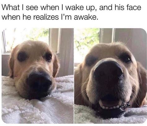 Cool Doggo Memes On Instagram 😐 To ☺️ Funny Dog Memes Funny Animal
