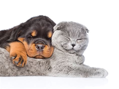 We did not find results for: Cats and Dogs Wallpaper (54+ images)