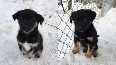 Una Perra Se Escapa De Su Jaula Para Consolar A Unos Cachorros Que No