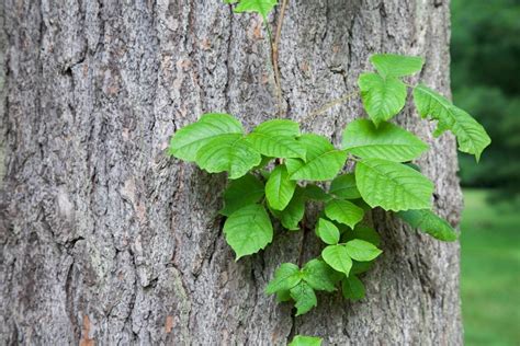 Heres What Poison Ivy Really Looks Like The Healthy