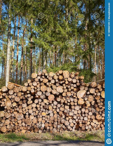 Pile Of Wood In A Forest Stock Image Image Of Woodpile 188960189