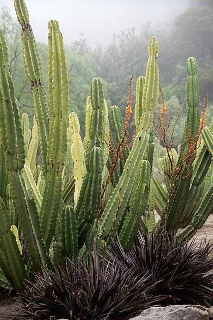 Cereus Peruvianus Hedge Cactus Or Peruvian Tree Cactus Is A Columnar