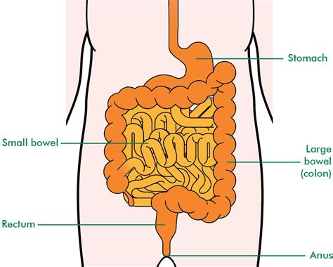 Anatomy Of Bowel