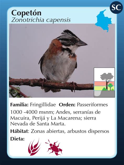 Aves Juego Aves Pdf Andes Paravianos