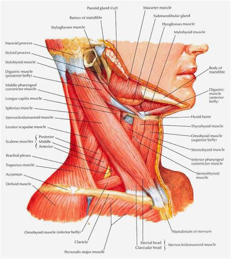 Medical Concept Maps Musculoskeletal System Neck Muscle Anatomy