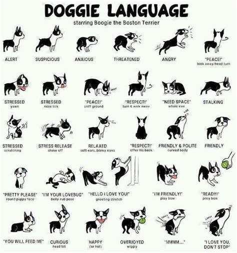 Doggie Language Dog Body Language Dog Language Dog Life Hacks