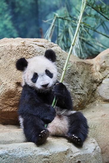 Giant Panda Cub Playfuly Chewing A Bamboo Stick Captive At Beauval