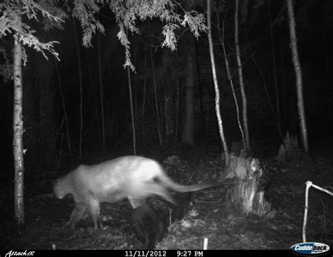 Dnr Confirms Three Recent Cougar Sightings In Upper Peninsula