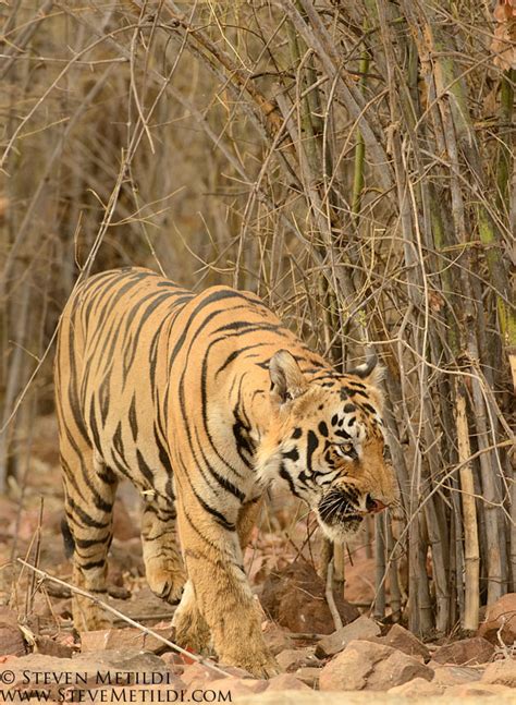 Tiger Dhole Wild Dog Gaur Spotteddeer Sambar Barasingha Gray