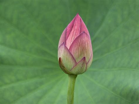 Sacred Lotus Screensaver Screenshots Windows 7 Download