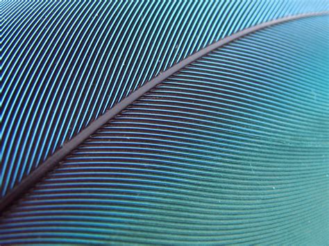 🔥 [31 ] Blue Feather Wallpaper Wallpapersafari