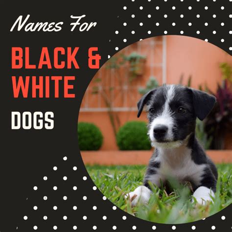 100 Black And White Dog Names Pethelpful