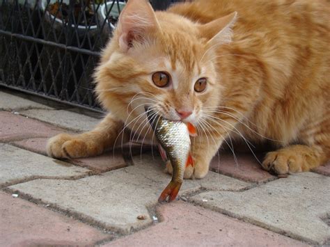 Is It Safe For Cats To Eat Fish Petsoid