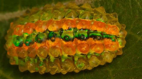 Jeweled Caterpillar Dalceridae A Photo On Flickriver