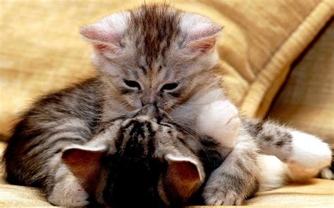 Top 15 Cute Cats Kissing Sweetest Moments Caught On Camera