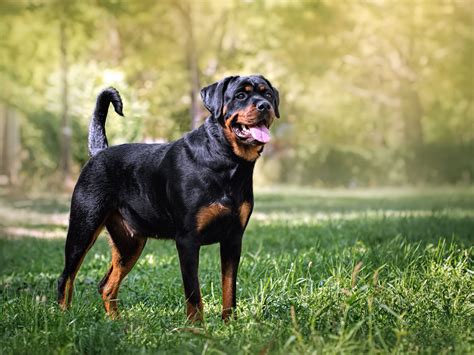 This breed needs a firm, experienced handler from the very beginning. Rottweiler im Rasseportrait - tieranzeigen.at