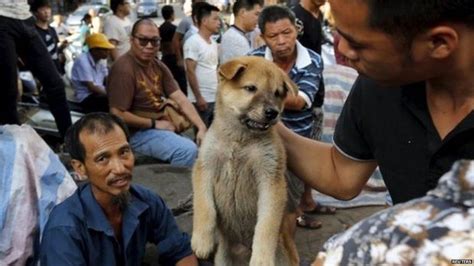Barbaric Dog Meat Trade Condemned By Mps Bbc News