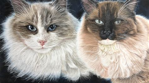 Painting Cats And Cat Fur In Pastel Pencil Youtube