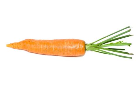 Single Carrot Stock Image Image Of Carota Ripe Vegetable 5986629