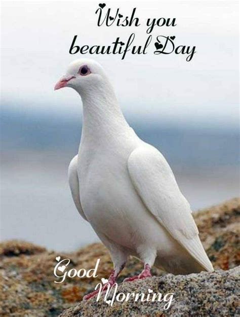 Wish You Beautiful Day - DesiComments.com