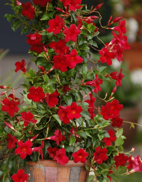 Sundaville Beauty Bright Red Worlds No1 Mandevilla Dipladenia