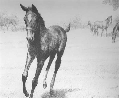 Vintage Horse Art Print Horse Drawing Wall Art By Cw Anderson Etsy