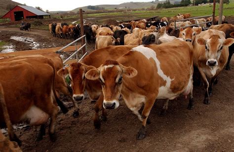 As Beef Comes Under Fire For Climate Impacts The Industry Fights Back