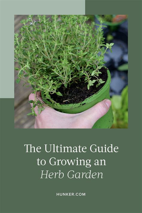 Ready To Get Started With An Herb Garden Growing Your Own Herb Garden
