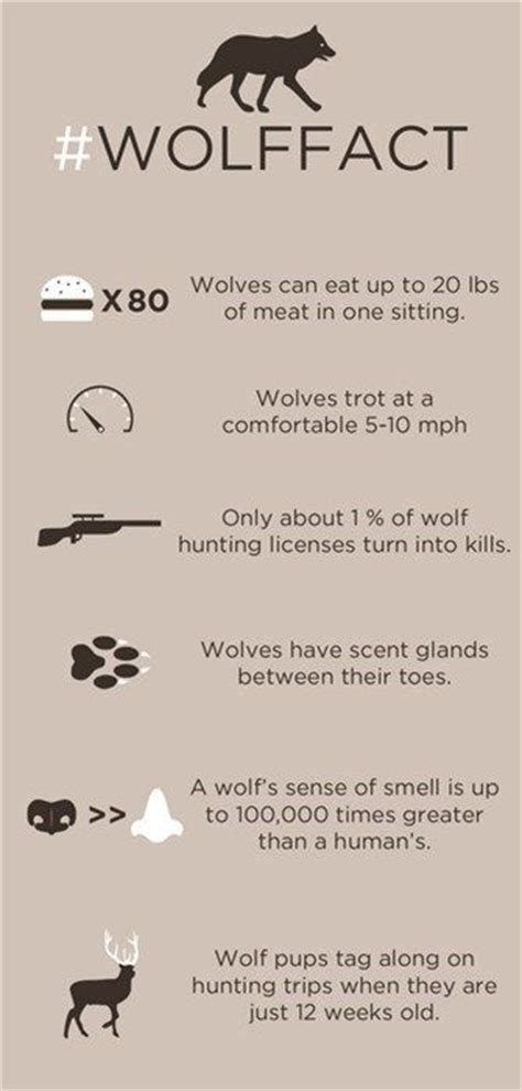 20 Wolf Infographics Ideas Wolf Animal Facts Infographic