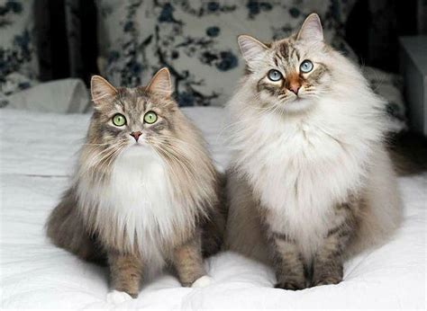 Maine Coon Kittens For Sale Lancaster Pa Maine Coon Cat Breeders