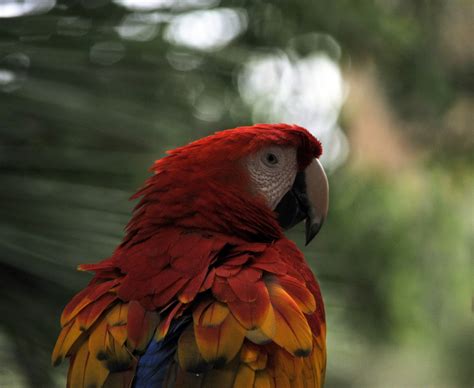 Macaw Parrot Free Stock Photo Public Domain Pictures