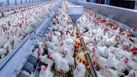Poultry Farm With Broiler Breeder Chicken Husbandry Housing Business