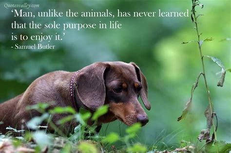 Quotes About Animal Kindness 29 Quotes