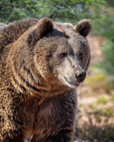 Portrait Of A Female Grizzly Bear Photograph By Gloria Anderson
